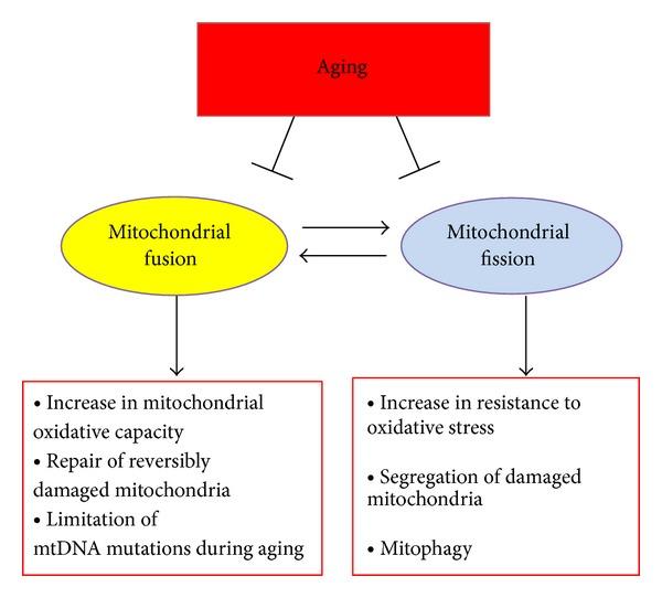 https://cdn.ncbi.nlm.nih.gov/pmc/blobs/2197/4124219/cdfcfda9ca62/OMCL2014-210934.002.jpg