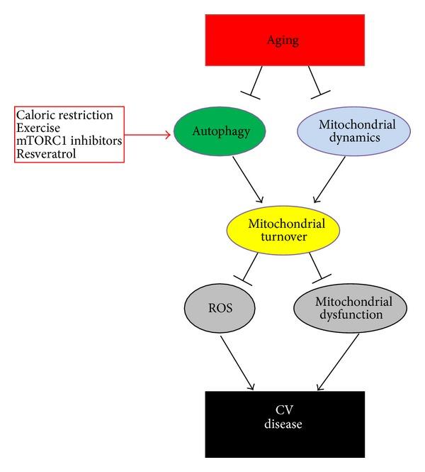 https://cdn.ncbi.nlm.nih.gov/pmc/blobs/2197/4124219/ebb2ed4b6bd4/OMCL2014-210934.004.jpg