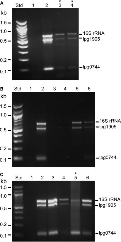 https://cdn.ncbi.nlm.nih.gov/pmc/blobs/2199/3109421/1035d4abb1f2/fmicb-01-00123-g002.jpg