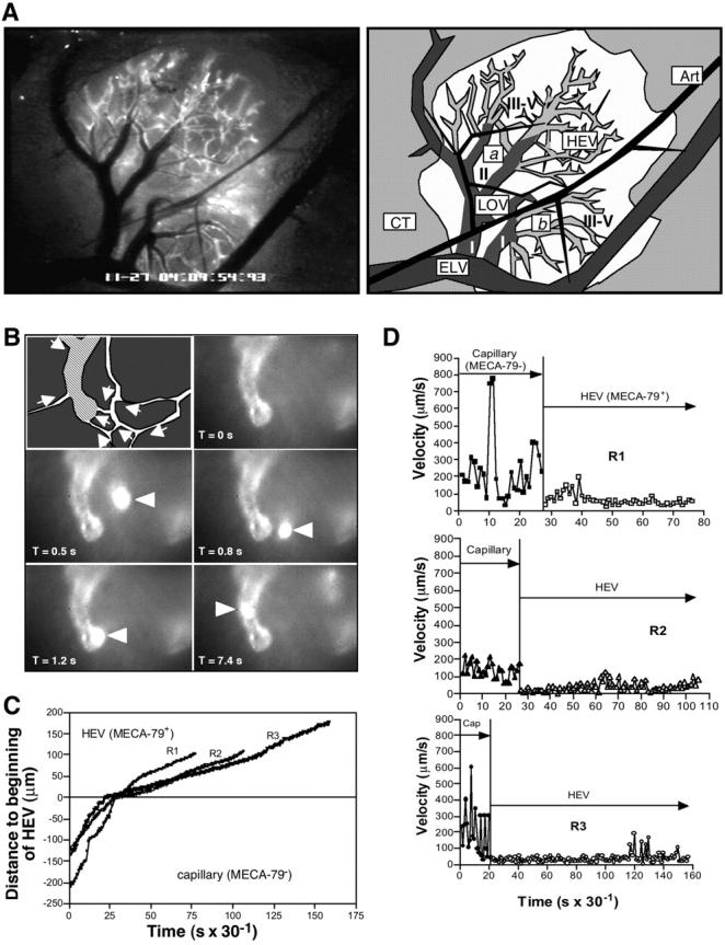 https://cdn.ncbi.nlm.nih.gov/pmc/blobs/219e/2194247/2e1562669026/20030182f1.jpg