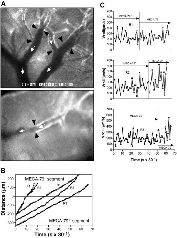 https://cdn.ncbi.nlm.nih.gov/pmc/blobs/219e/2194247/d64725e80b8f/20030182f2.jpg