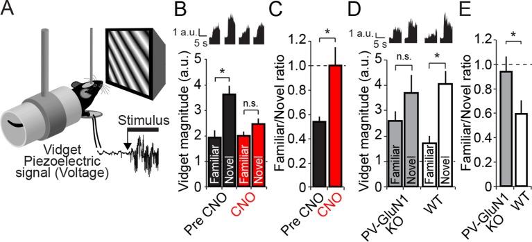 https://cdn.ncbi.nlm.nih.gov/pmc/blobs/21a2/4786407/3e42e6d63064/elife-11450-fig8.jpg