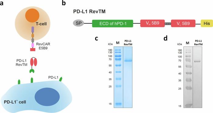https://cdn.ncbi.nlm.nih.gov/pmc/blobs/21a4/11808103/68b3af4671c7/41698_2025_828_Fig1_HTML.jpg