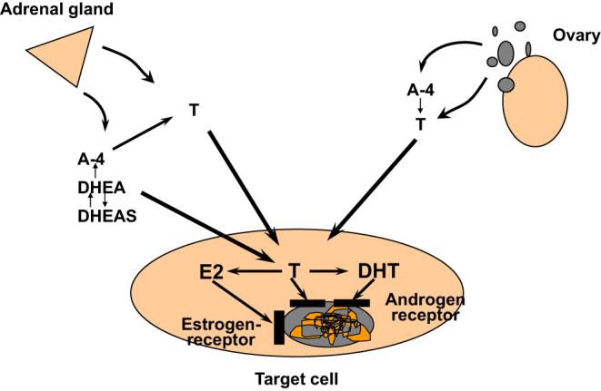 https://cdn.ncbi.nlm.nih.gov/pmc/blobs/21a4/7159262/fd14ce4be16b/EC-19-0537fig4.jpg