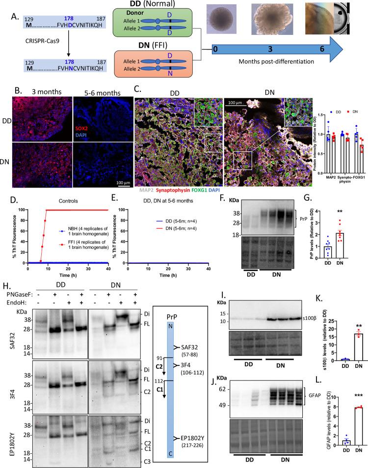 https://cdn.ncbi.nlm.nih.gov/pmc/blobs/21a4/9851538/885eabf91bd5/pgen.1010565.g001.jpg