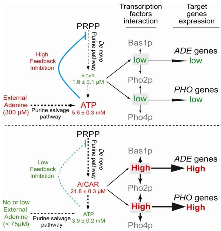 https://cdn.ncbi.nlm.nih.gov/pmc/blobs/21a6/3901205/3609ed879011/metabolites-02-00292-g002.jpg