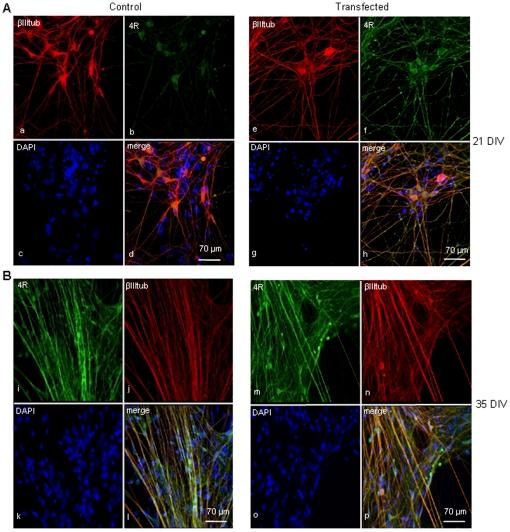 https://cdn.ncbi.nlm.nih.gov/pmc/blobs/21a8/2978712/a373cd429956/pone.0013947.g006.jpg