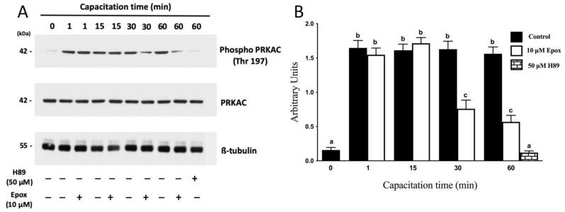 https://cdn.ncbi.nlm.nih.gov/pmc/blobs/21a8/8700002/5fe324baeeca/cells-10-03501-g001.jpg