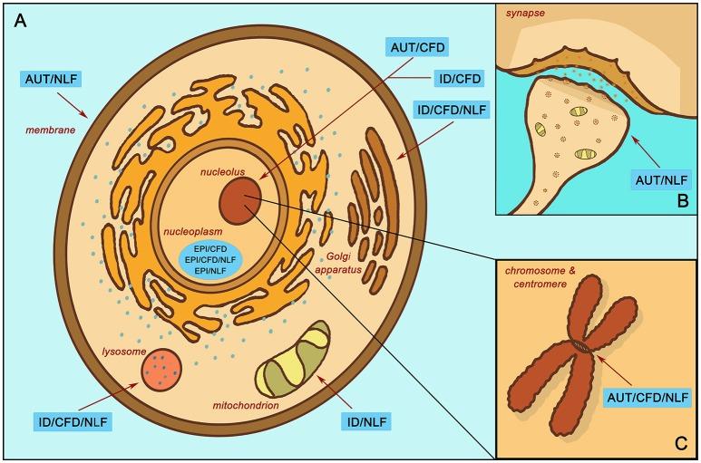 https://cdn.ncbi.nlm.nih.gov/pmc/blobs/21aa/6217001/a1957e756296/fpsyt-09-00535-g0003.jpg
