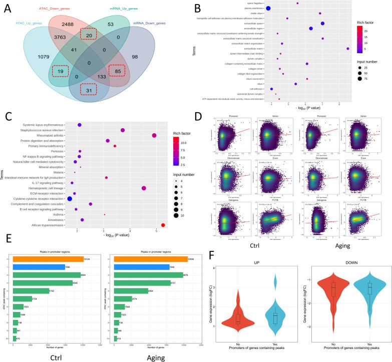 https://cdn.ncbi.nlm.nih.gov/pmc/blobs/21ac/11225416/e66f6a32a053/13148_2024_1702_Fig5_HTML.jpg