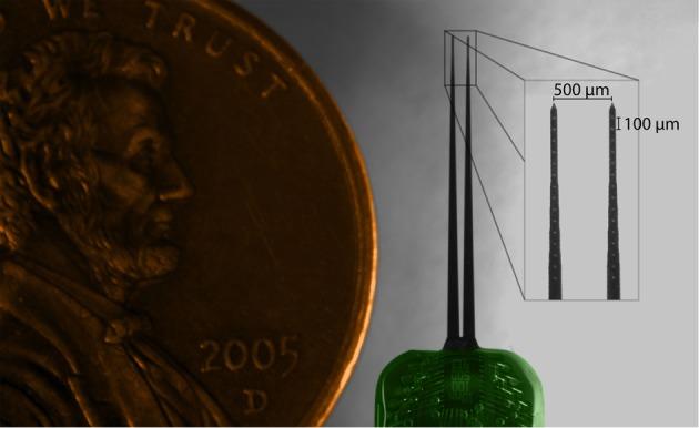https://cdn.ncbi.nlm.nih.gov/pmc/blobs/21af/3385562/007a7e7ab655/fncir-06-00039-g0001.jpg
