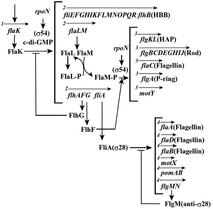 https://cdn.ncbi.nlm.nih.gov/pmc/blobs/21af/3872333/3bc77c17ea5d/fmicb-04-00410-g0003.jpg