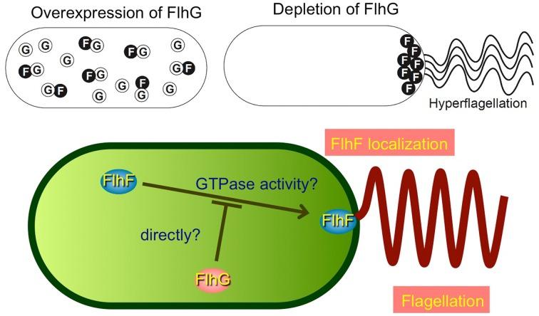 https://cdn.ncbi.nlm.nih.gov/pmc/blobs/21af/3872333/e85bb1fdecb2/fmicb-04-00410-g0004.jpg
