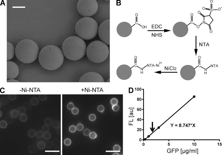 https://cdn.ncbi.nlm.nih.gov/pmc/blobs/21af/4692488/5444b3694a70/JGP_201511448_Fig2.jpg