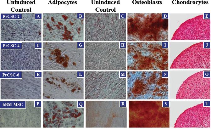 https://cdn.ncbi.nlm.nih.gov/pmc/blobs/21b1/3702211/89edb7a597d7/oncotarget-04-106-g002.jpg