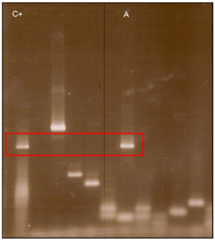 https://cdn.ncbi.nlm.nih.gov/pmc/blobs/21b2/9415174/10648abc7b31/pathogens-11-00889-g005.jpg