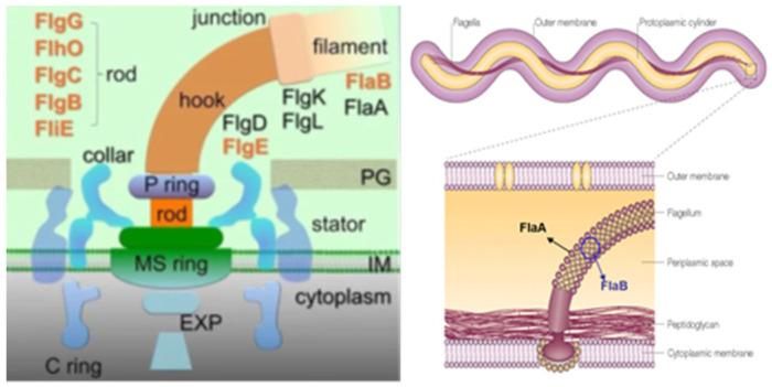 https://cdn.ncbi.nlm.nih.gov/pmc/blobs/21b2/9415174/e2eaa4e181f9/pathogens-11-00889-g004.jpg