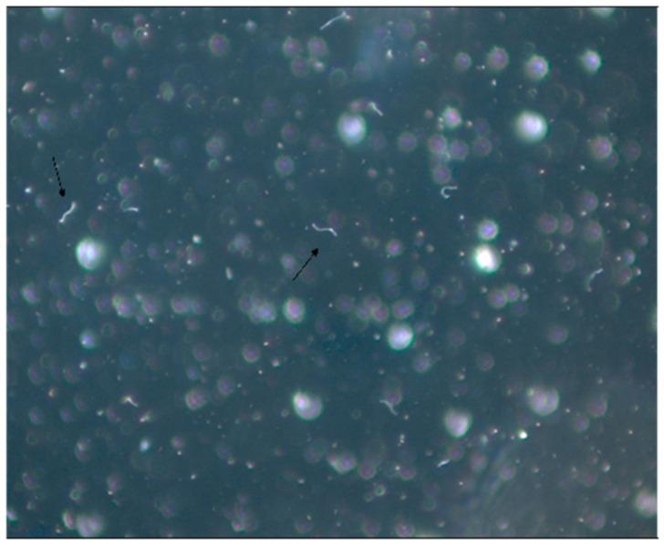 https://cdn.ncbi.nlm.nih.gov/pmc/blobs/21b2/9415174/edcc2d683c5a/pathogens-11-00889-g001.jpg