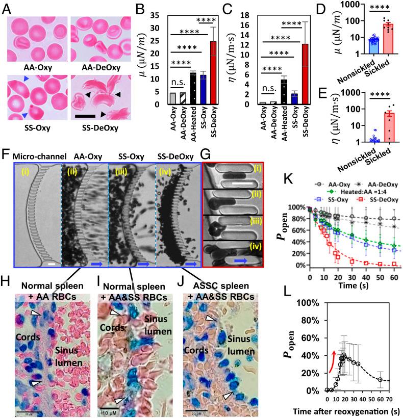https://cdn.ncbi.nlm.nih.gov/pmc/blobs/21b5/9963977/391472b28a04/pnas.2217607120fig02.jpg