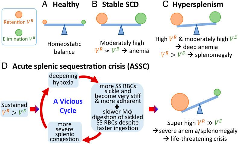 https://cdn.ncbi.nlm.nih.gov/pmc/blobs/21b5/9963977/6c9fa56f50c7/pnas.2217607120fig06.jpg