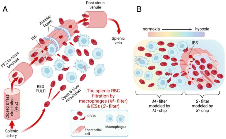 https://cdn.ncbi.nlm.nih.gov/pmc/blobs/21b5/9963977/92128339869b/pnas.2217607120fig01.jpg
