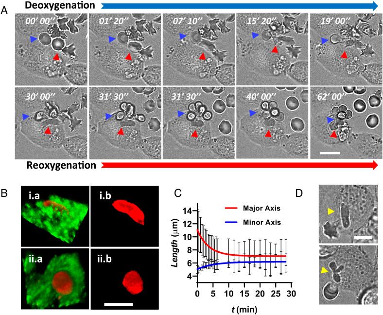 https://cdn.ncbi.nlm.nih.gov/pmc/blobs/21b5/9963977/fd17a76141c6/pnas.2217607120fig05.jpg