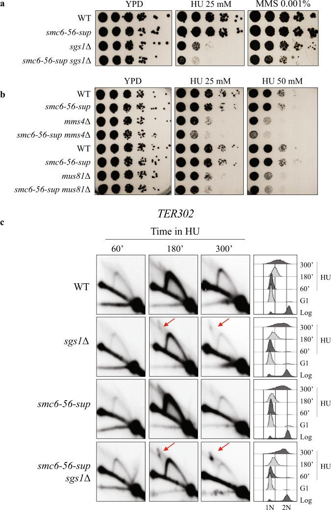 https://cdn.ncbi.nlm.nih.gov/pmc/blobs/21b7/8032827/20787c3fd5df/41467_2021_22217_Fig5_HTML.jpg