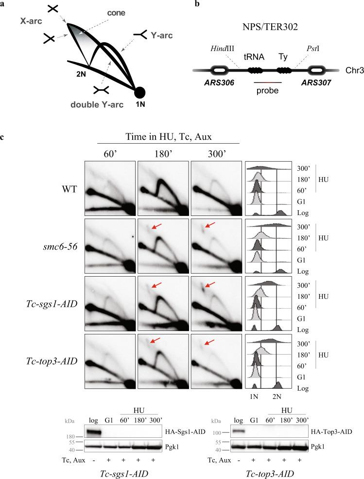 https://cdn.ncbi.nlm.nih.gov/pmc/blobs/21b7/8032827/2b1933d1aeb8/41467_2021_22217_Fig2_HTML.jpg