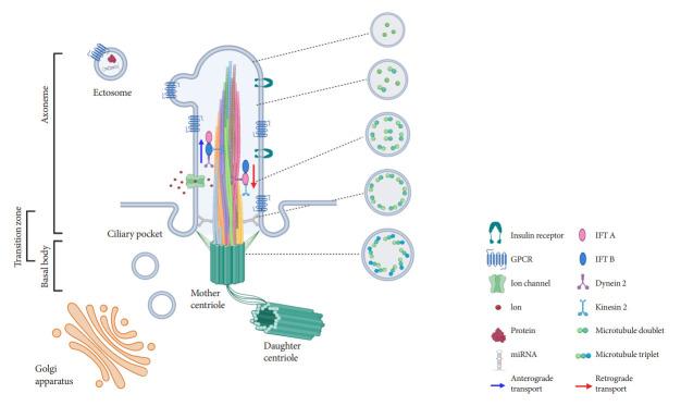 https://cdn.ncbi.nlm.nih.gov/pmc/blobs/21ba/10404530/86e5b505ffd7/dmj-2022-0442f1.jpg