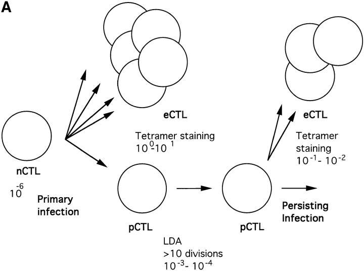 https://cdn.ncbi.nlm.nih.gov/pmc/blobs/21bd/2212275/112f8568658b/JEM98C004.f2a.jpg