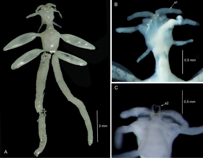 https://cdn.ncbi.nlm.nih.gov/pmc/blobs/21c0/11001686/3cfd811f694d/11686_2024_820_Fig1_HTML.jpg