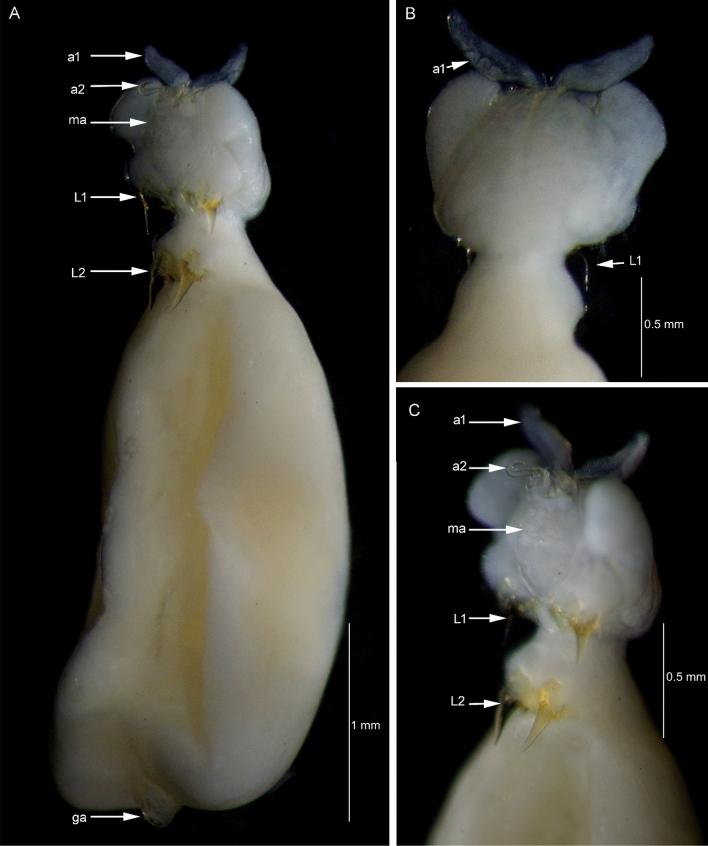 https://cdn.ncbi.nlm.nih.gov/pmc/blobs/21c0/11001686/dd5540da57cb/11686_2024_820_Fig8_HTML.jpg