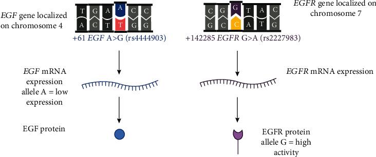 https://cdn.ncbi.nlm.nih.gov/pmc/blobs/21c0/9459439/b4ec993abf37/DM2022-8790748.001.jpg