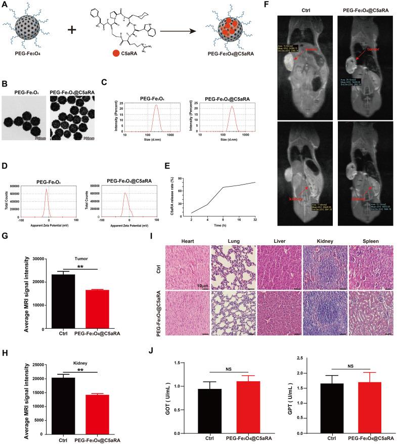 https://cdn.ncbi.nlm.nih.gov/pmc/blobs/21c2/11524822/1b9d1c0ff952/fimmu-15-1466180-g005.jpg