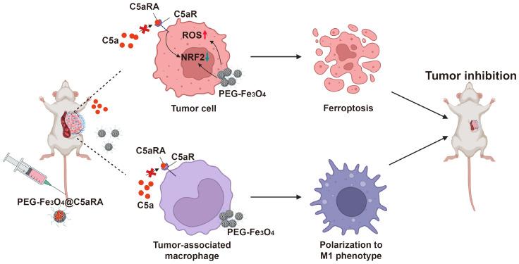 https://cdn.ncbi.nlm.nih.gov/pmc/blobs/21c2/11524822/1bfac5d80e4f/fimmu-15-1466180-g001.jpg