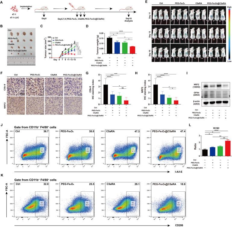 https://cdn.ncbi.nlm.nih.gov/pmc/blobs/21c2/11524822/a4b2724a6d45/fimmu-15-1466180-g007.jpg