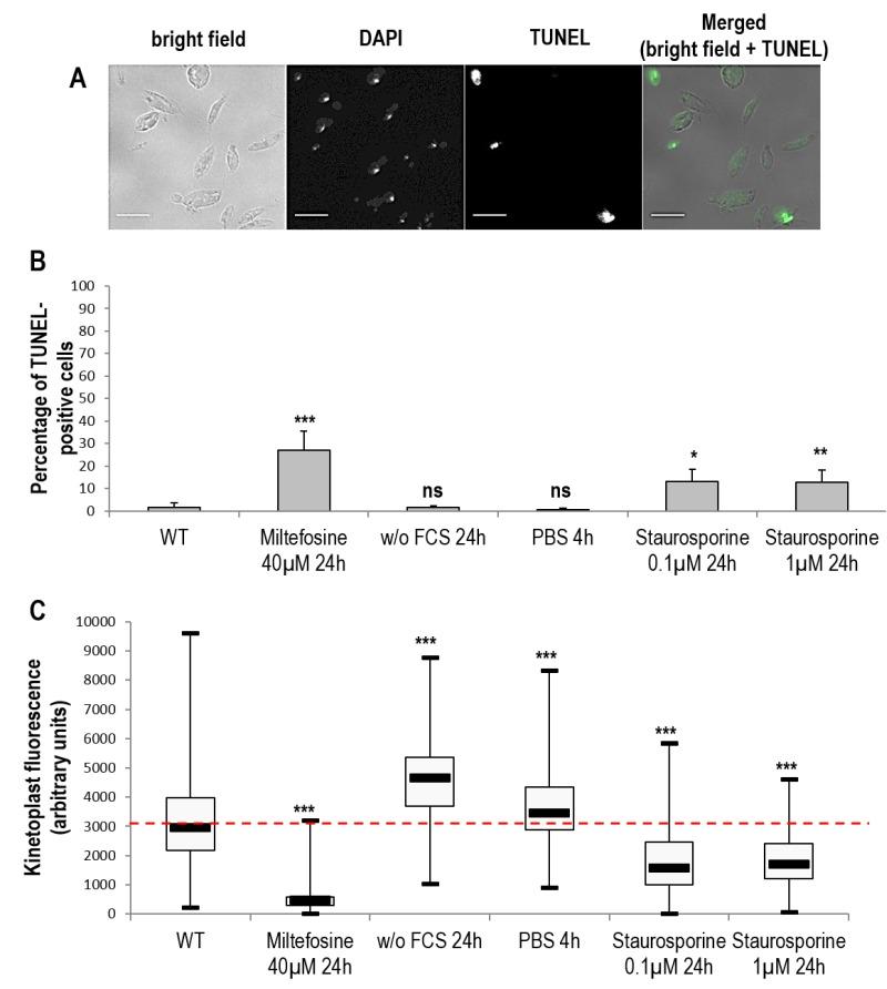 https://cdn.ncbi.nlm.nih.gov/pmc/blobs/21c2/6167523/3b13481c6db9/mic-05-404-g04.jpg