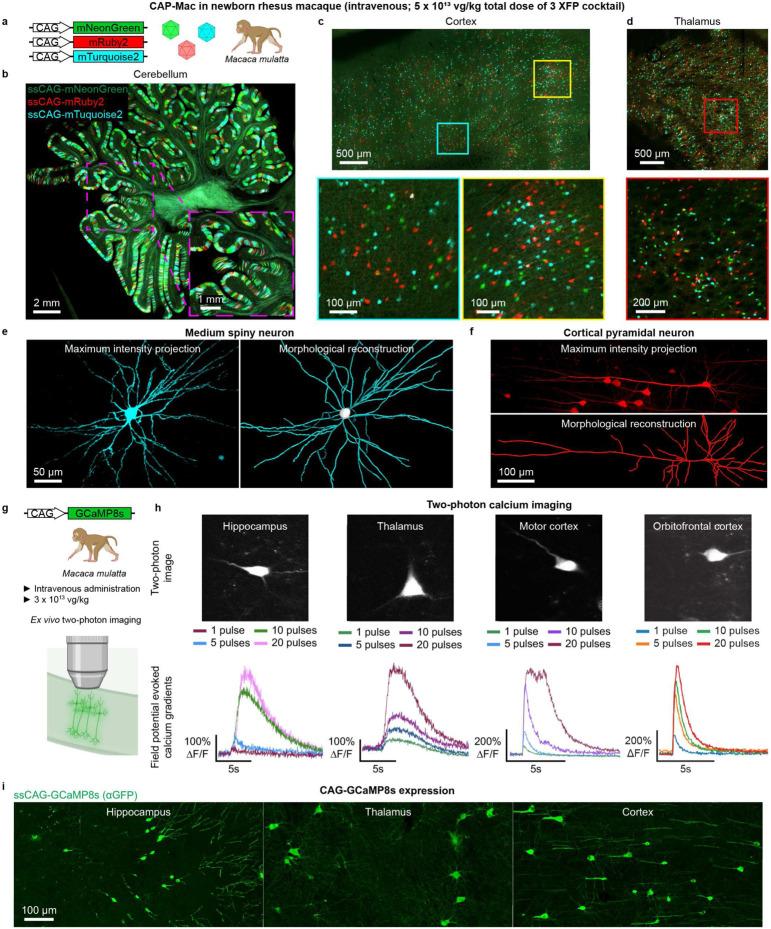 https://cdn.ncbi.nlm.nih.gov/pmc/blobs/21c4/9928057/cdf73d14a655/nihpp-rs1370972v1-f0004.jpg