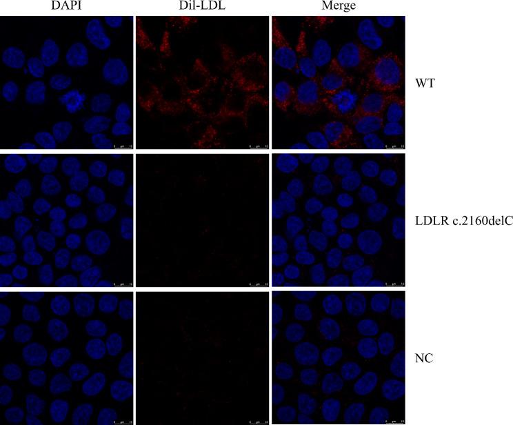 https://cdn.ncbi.nlm.nih.gov/pmc/blobs/21c8/10280840/8b1c2c93664f/12944_2023_1848_Fig5_HTML.jpg