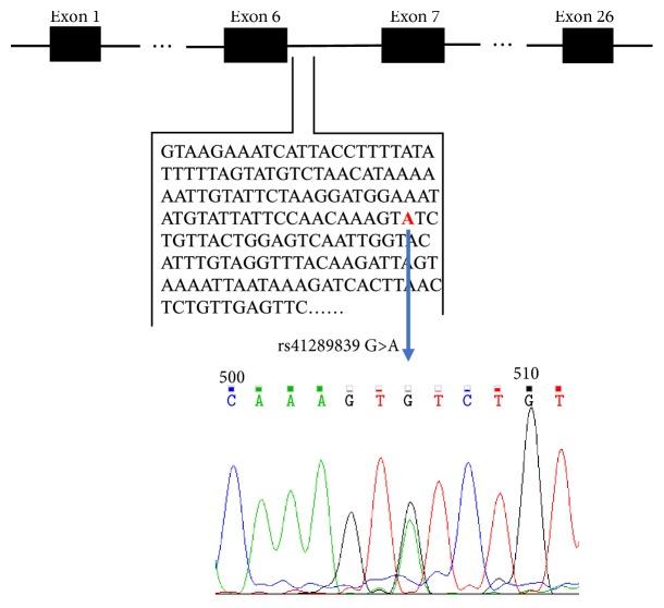 https://cdn.ncbi.nlm.nih.gov/pmc/blobs/21c9/6388357/773834308060/BMRI2019-4678969.001.jpg