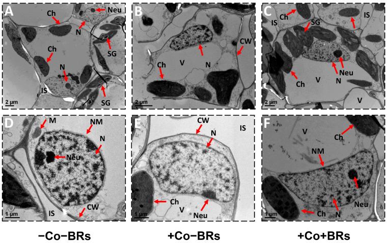 https://cdn.ncbi.nlm.nih.gov/pmc/blobs/21cb/12251991/186a3d1ed3b3/plants-14-02076-g006.jpg