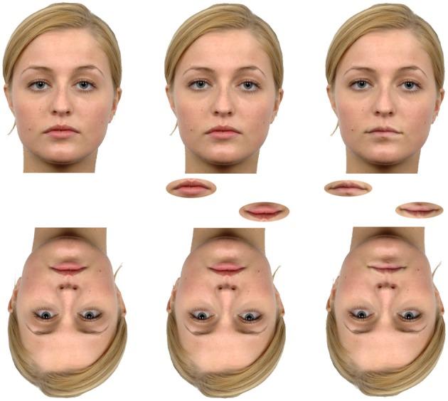 https://cdn.ncbi.nlm.nih.gov/pmc/blobs/21cb/3701876/8aad6001e304/fpsyg-04-00414-g0002.jpg