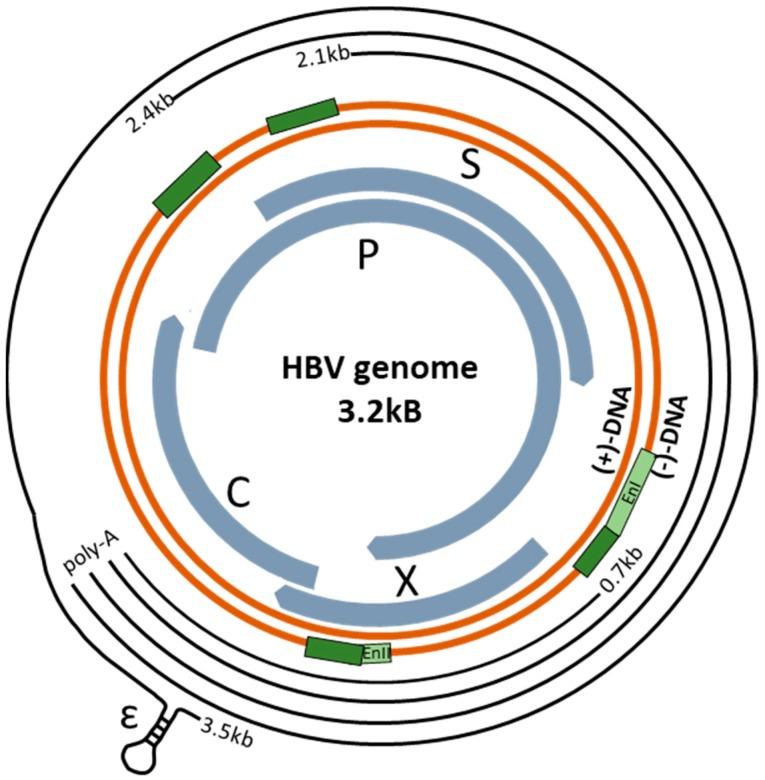 https://cdn.ncbi.nlm.nih.gov/pmc/blobs/21cc/7077322/4ae75c369a78/viruses-12-00160-g001.jpg