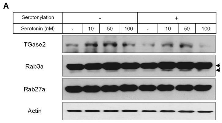 https://cdn.ncbi.nlm.nih.gov/pmc/blobs/21cd/11241493/bee31b49c6d1/ijms-25-06828-g004a.jpg