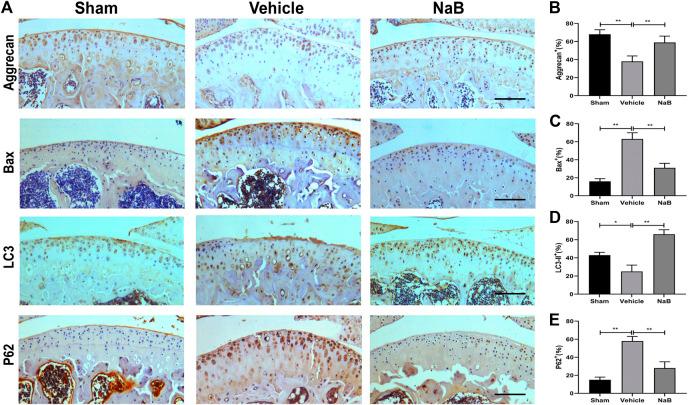 https://cdn.ncbi.nlm.nih.gov/pmc/blobs/21ce/8062861/13d6b5fc11ee/fphar-12-659597-g004.jpg