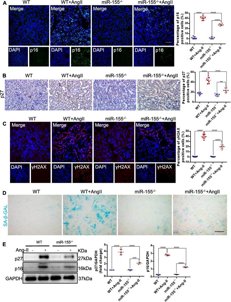 https://cdn.ncbi.nlm.nih.gov/pmc/blobs/21d0/11238407/e11bb886a0d6/12964_2024_1708_Fig4_HTML.jpg