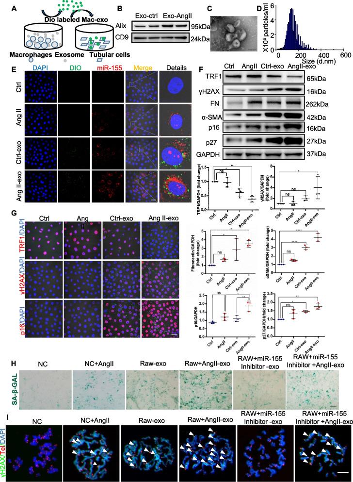 https://cdn.ncbi.nlm.nih.gov/pmc/blobs/21d0/11238407/f7bc216c5417/12964_2024_1708_Fig8_HTML.jpg