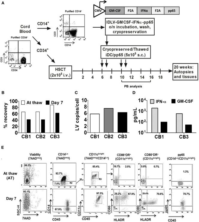 https://cdn.ncbi.nlm.nih.gov/pmc/blobs/21d1/5727047/0c6b778add7c/fimmu-08-01709-g001.jpg