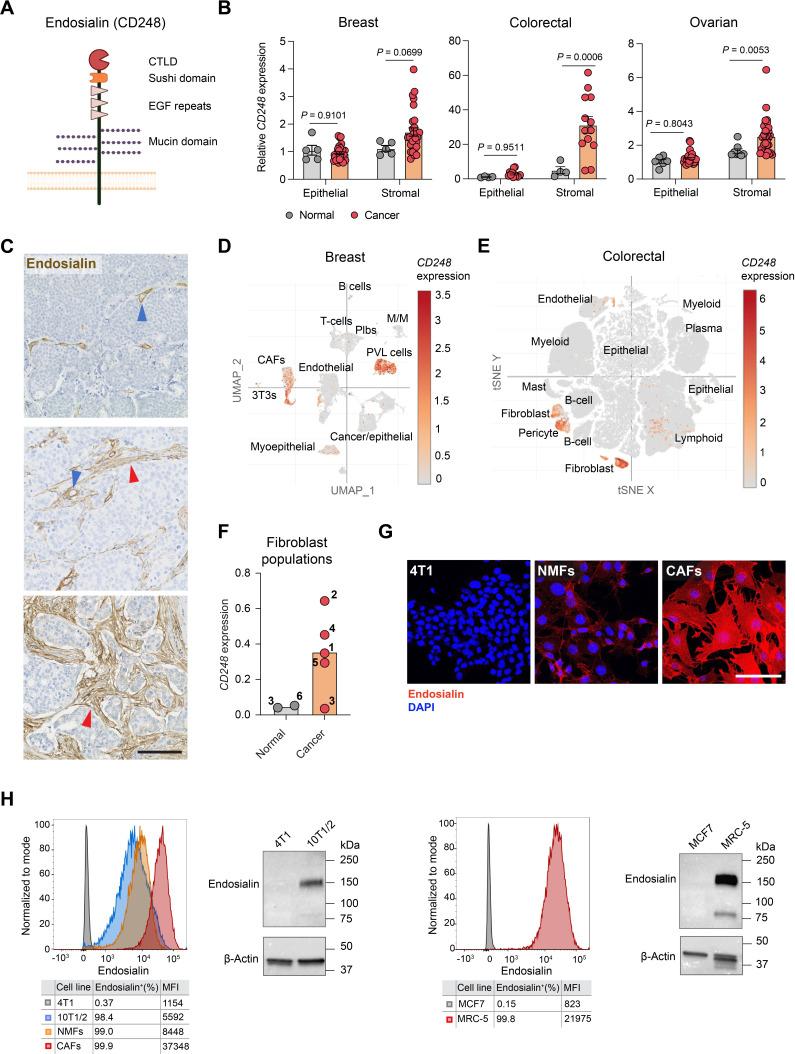 https://cdn.ncbi.nlm.nih.gov/pmc/blobs/21d2/10900351/ba02039b5cc5/jitc-2023-008608f01.jpg