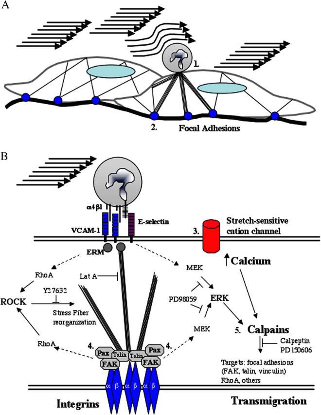 https://cdn.ncbi.nlm.nih.gov/pmc/blobs/21dd/2212932/84042591e3b7/20041315f8.jpg